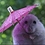 Floby